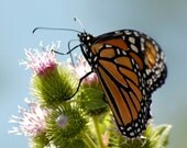 The Monarch and The Thistle- 8x10 Fine Art Nature Photograph butterfly, orange, purple, lilac, green, plant, flower, home decor, wall decor
