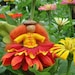 Waldorf Flower Fairy, Spring, Handmade, Wee Folk / Little People