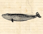 Whale, Sea Mammal, Digital Image, Digital Download, Iron on Transfer, Papercrafts, Pillows, T-Shirts, Tote Bags, Burlap, No 01497