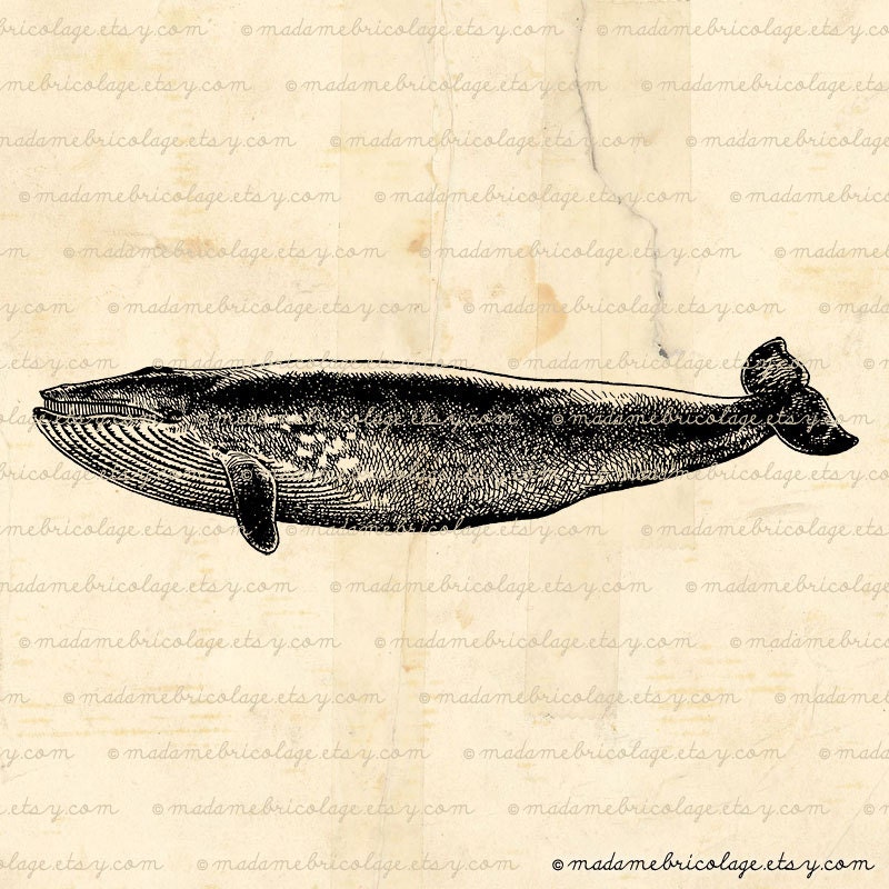 Whale, Sea Mammal, Digital Image, Digital Download, Iron on Transfer, Papercrafts, Pillows, T-Shirts, Tote Bags, Burlap, No 01497