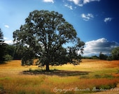 Oak Tree Photo Oregon Countryside--Fine Art Landscape Photography 8.5x11