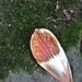 Abstract Fine Art  Nature Photography - Magnolia On Moss - 8x12