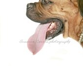 Mastiff, dog, animals, pets, fine art photography, home decor, dog lover