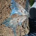 Custom order for painted Iridescent Fairy wings