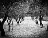 Black and White Trees - Photography - Fine Arts - Nature - FlowerFairyWorkshop