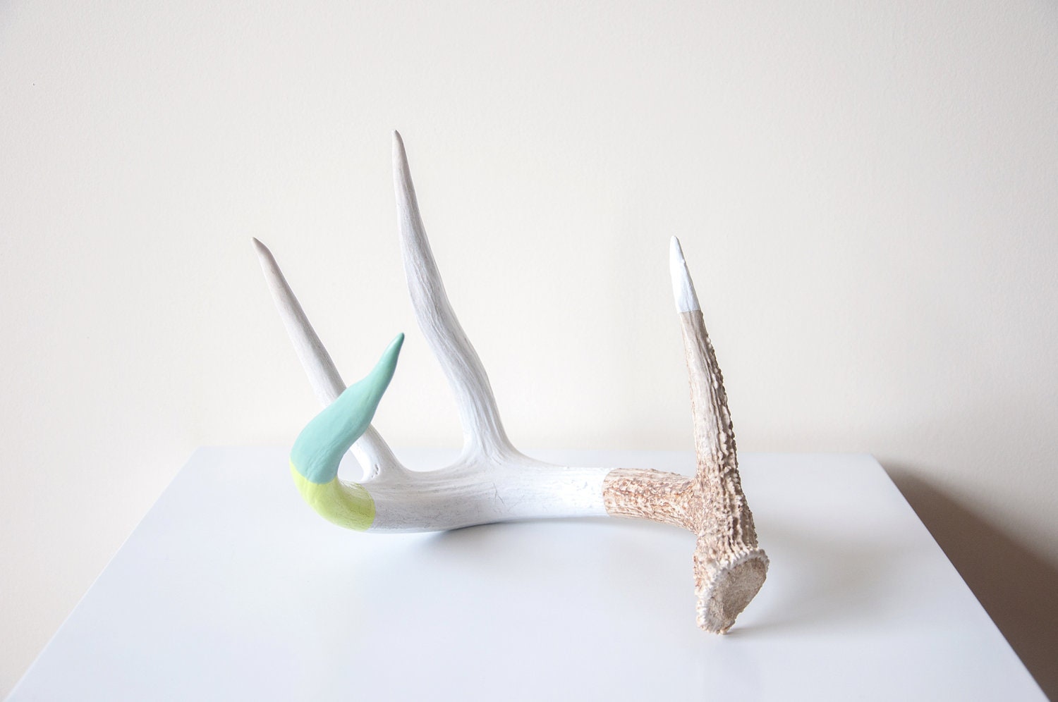Painted Naturally Shed Deer Antler