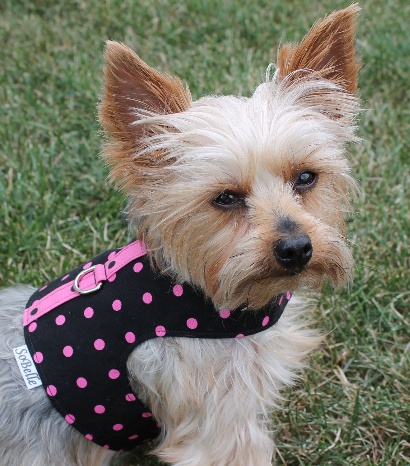 Size XXSMALL Pink on Black Polka Dot Dog Harness