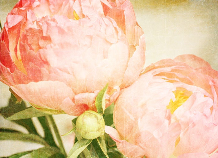Flower Print, Pink Peonies, Home Decor, Fine Art, Photography, Flower Photography, Romantic Print