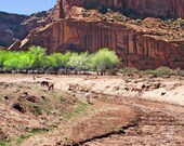 Mountain Photography -Southwest Photos -11x14 Print -Horse Photography -Southwestern Decor -Canyon de Chelly -Colorado Fine Art Photography