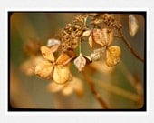 Nature Photography, golden, rust, Winter Hydrangea, fine art photography print 8x12