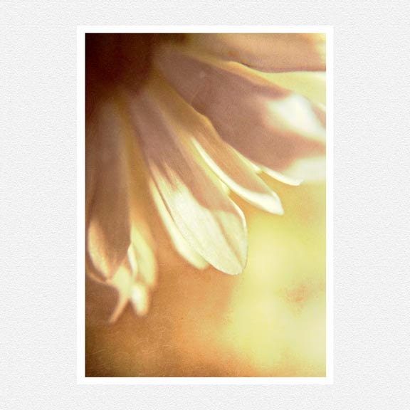 Flower Photography, mustard, pale yellow, pale pink, flower petals, macro, Shadow and Fog, nature fine art photography print 8x12