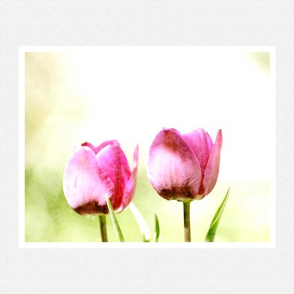 Flower Photography, pink, green, tulips, white, Springtime, nature fine art photography print 8x10
