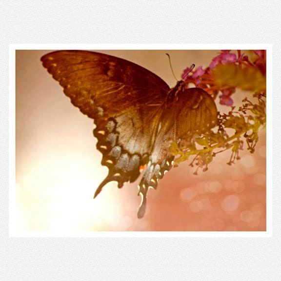 Butterfly Photography, pink, gray, spicebush butterfly, flower, Garden Delight, fine art photograpy print 8x10 mother's day