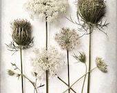Queen Anne's Lace Flower Print 12" X 16" Still Life Fine Art Photography, Botanical Print, Wildflower, A Queen's Life