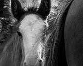 Horse photo, black and white, colour / color, fine art photo, animal photograph, shy clydesdale foal, 12x8, COLOR in stock