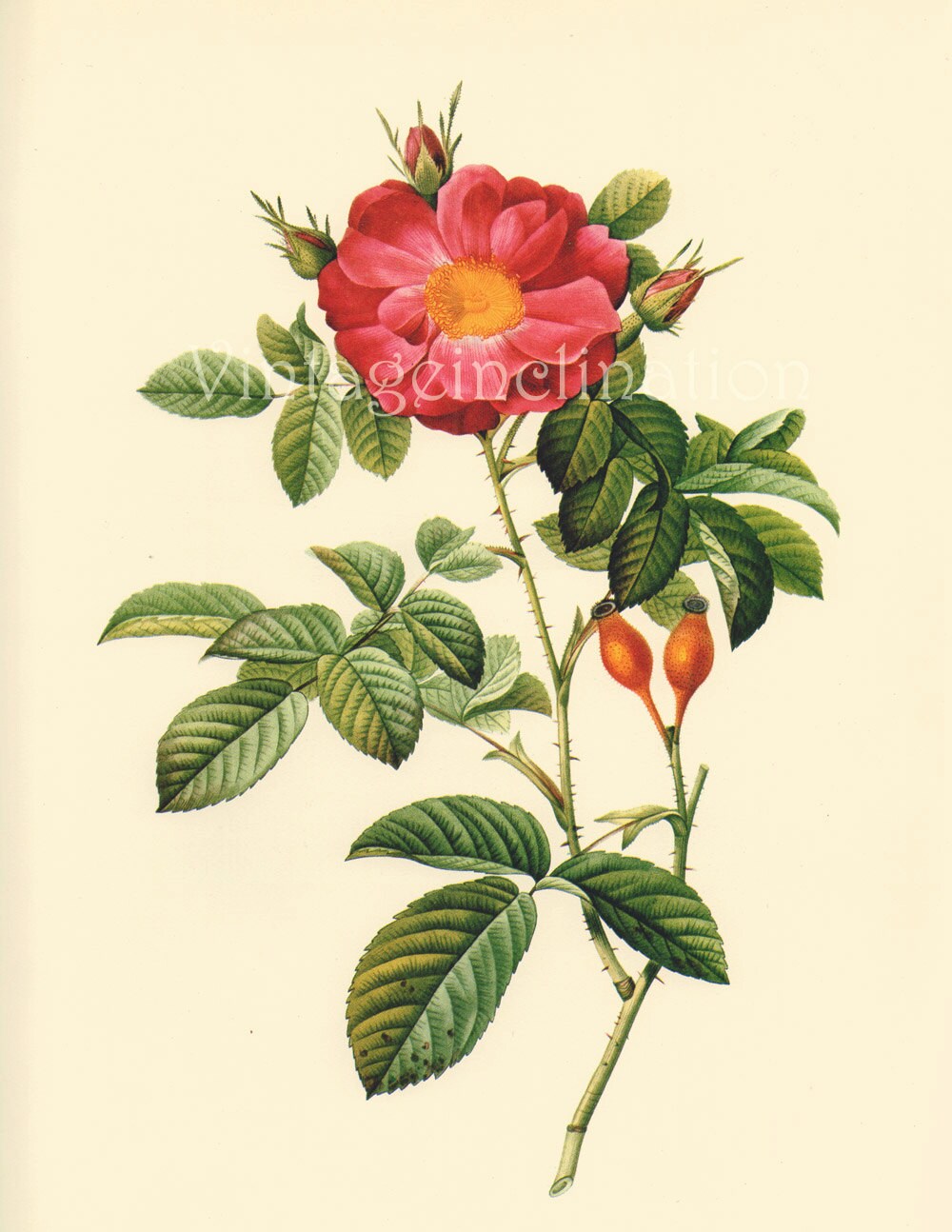 botanical roses