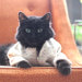 OTHER KITTY