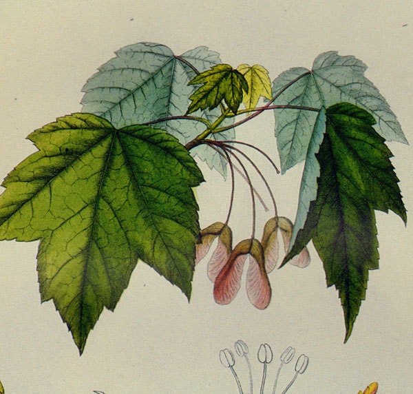 Red Maple Tree Acer Rubrum Prestele Vintage Poster Print Botanical Lithograph To Frame 199