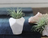Faceted Porcelain Air Plant holder No.3 -plant included-