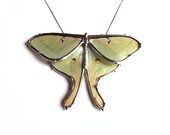 Real Luna Moth Necklace - Statement Necklace - Wearable Nature Art
