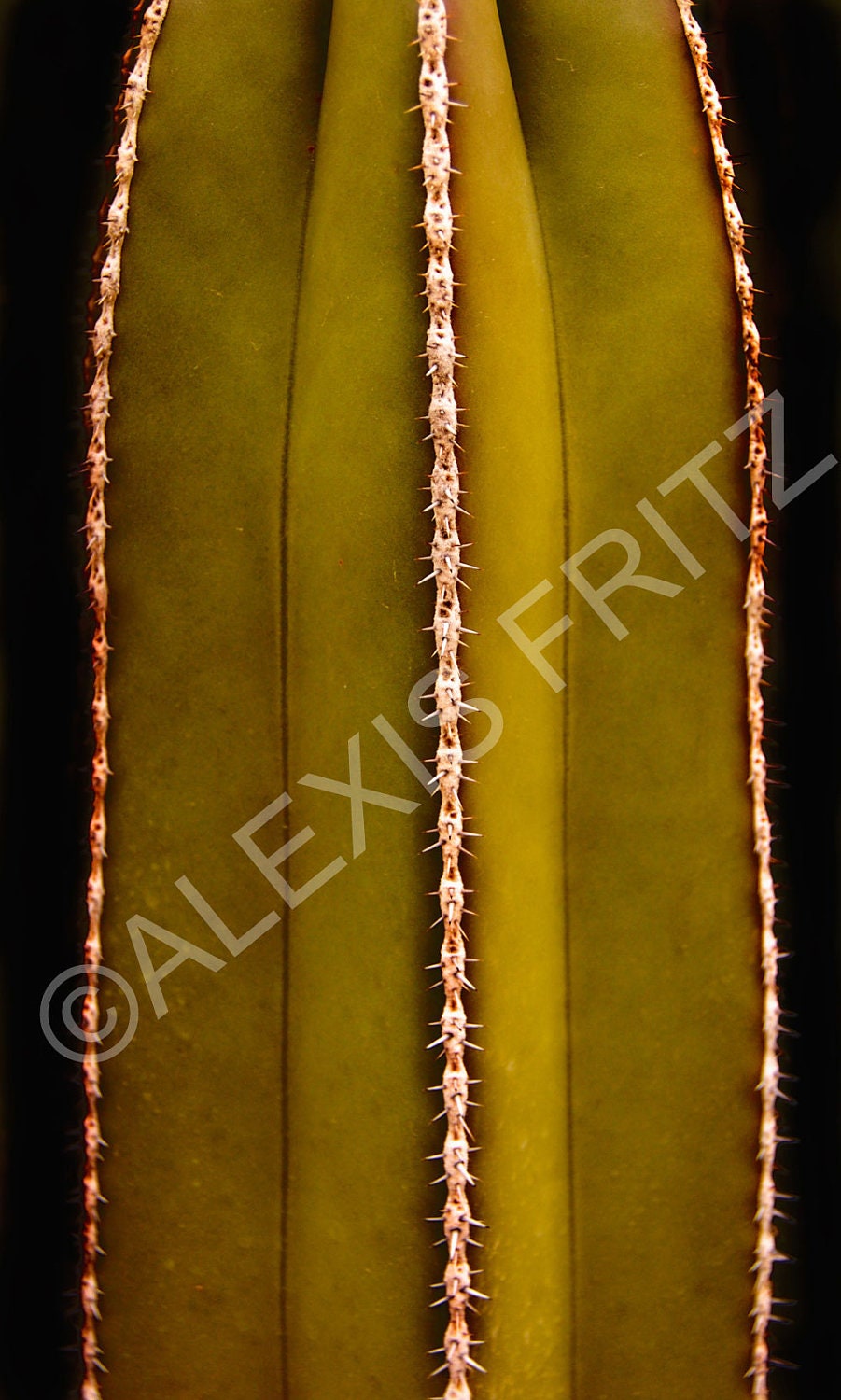 Cactus Print 20x30 Organ Pipe Giclee Print