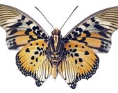 Black Orange and Yellow Moth Vinyl Decal 3 inch wide