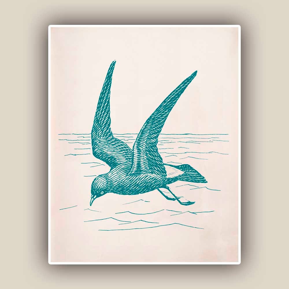 Petrel  Print,  Sea Bird 8x10 print ,  Marine Wall Decor, Nautical art,  Seashore art  Print, Coastal Living
