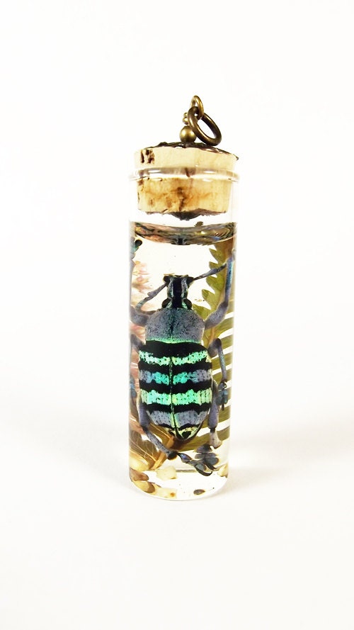 Weevil Pendant sp4