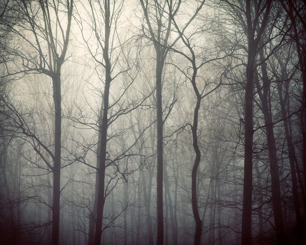 Fog, Fall Photography, Woodland, Autumn, Mist, Trees, Titanium, Monochrome, Silver, Grey, Charcoal - Tales from the Forest