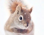 Red Squirrel Art, Nature Photography, Woodland Animal Photography, Woodland Nursery Wall Art, Cute Animal Nursery Art, Winter Photography
