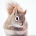 Red Squirrel Art, Nature Photography, Woodland Animal Photography, Woodland Nursery Wall Art, Cute Animal Nursery Art, Winter Photography