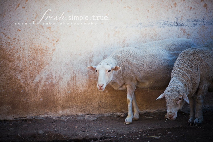 Two Ewe, with love.