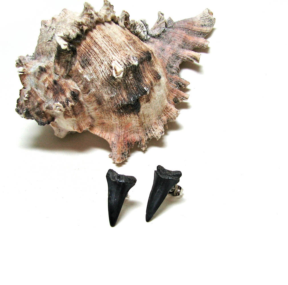 Real Fossil Shark Stud Earrings by Tanja Sova