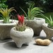 ZEN Mini Concrete Planter with Druid Air Plant