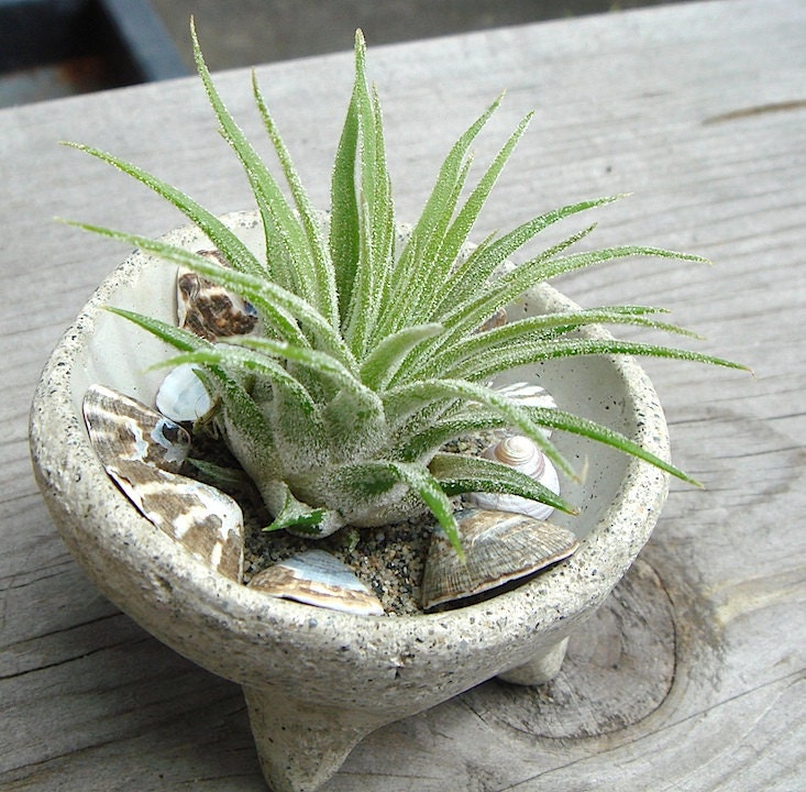 ZEN Mini Concrete Planter with Druid Air Plant