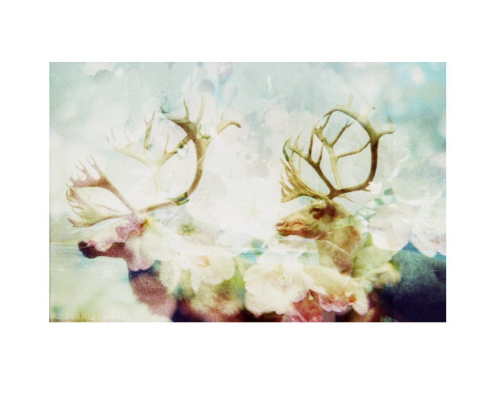 Caribou . Flora and Fauna Series . 8x10 Print