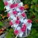 Convertible corsage bracelet -- converts from corsage to pearl bracelet