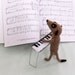 Meerkat pianist, piano player, playing a knitted piano, keyboard, musician, musical, music, meercat