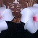 plumeria, hawaiian flower, plumeria barrette, plumeria, flower clip,hawaii, hair flower, white, white and red, hair, hair flower