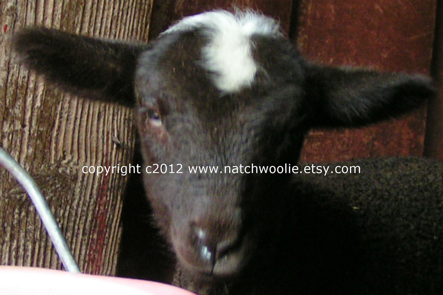 Farm CARDS - HERSHEY - newborn chocolate merino ewe lamb - Set of 5 folded with envelopes 5 X 7