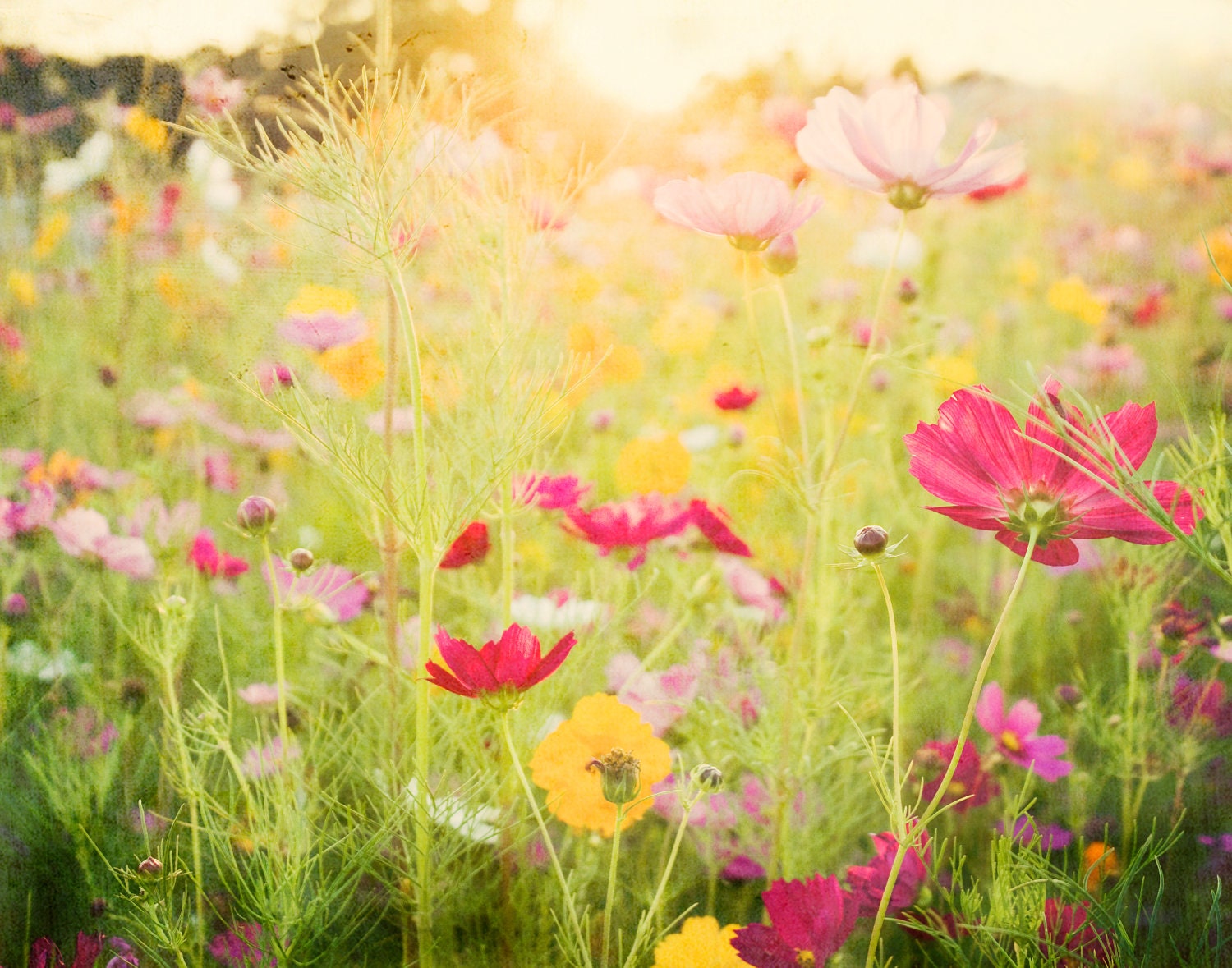 Nature Photography, fine art flower garden photography -  pink yellow green wildflowers for her, gift under 30 - JennDiGuglielmo