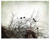 Neutral Home Decor Photography, gray, palest green, tree branches, birds, Bird Song, nature fine art print 8x10