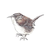 Bird Art - Little Wren Drawing - Bird Wall Decor