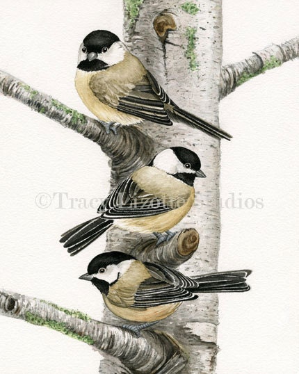 Chickadees in Birch Tree - 5x7 archival watercolor print by Tracy Lizotte