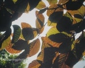 Copper Leaves Fine Art Print 8 x 10 Glossy Framed OOAK