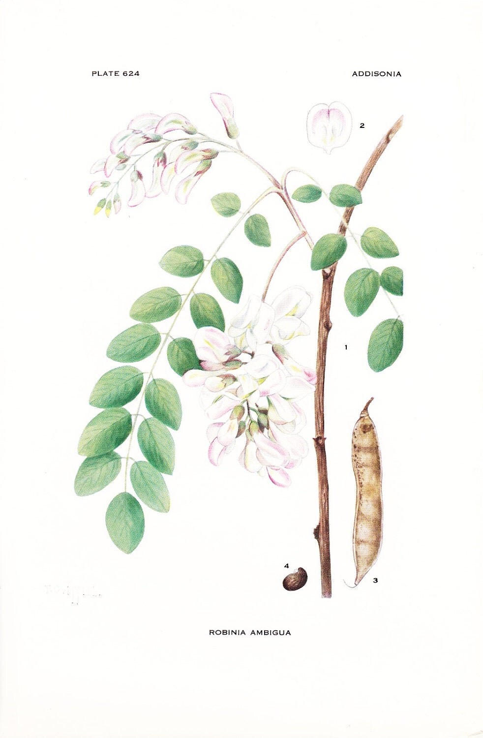 Idaho Flowering Locust