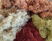 Preserved Reindeer Moss Lichen, So Colorful, Perfect Portion for Small Terrarium