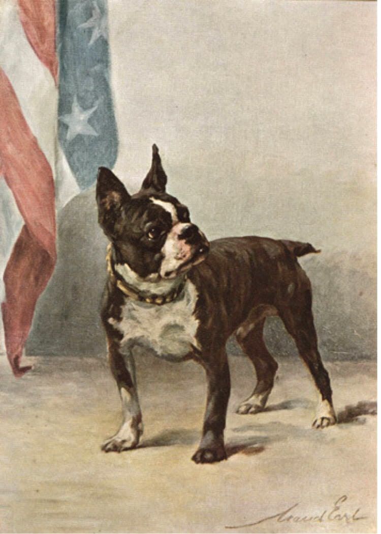 Boston Terrier & Flag Patriotic Boston Terrier Vintage Dog Image