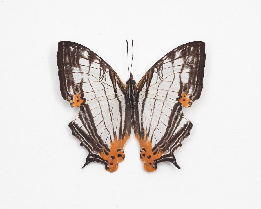 Real Butterfly Shadowbox Gift Cyrestis species Display