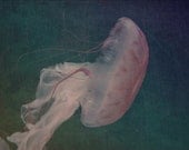 Pink Jellyfish No. 2  - 5 X 7 Photography Print - Nursery Office Decor Summer Pink Green Blue Jelly Fish Ocean Nautical Sea
